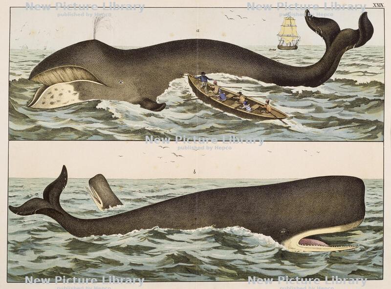 Remembering Moby Dick