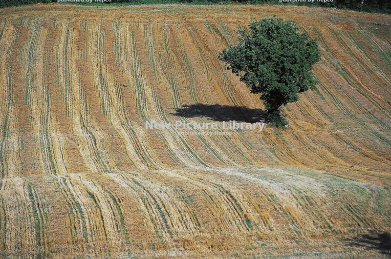 Italian Summer 