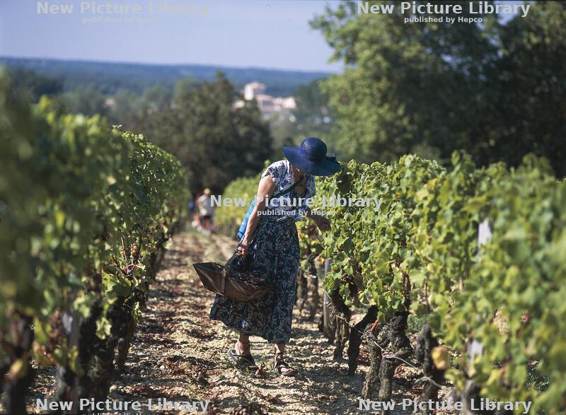 From Vine to Wine: Celebrating Harvest Season