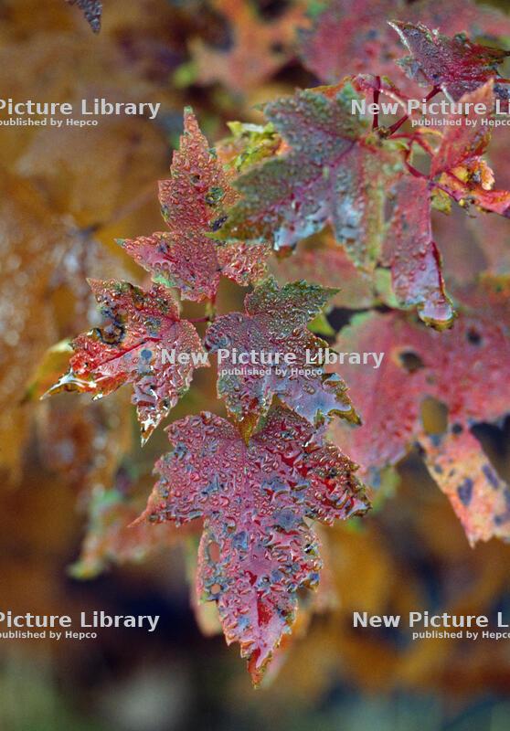 Carotene and other pigments