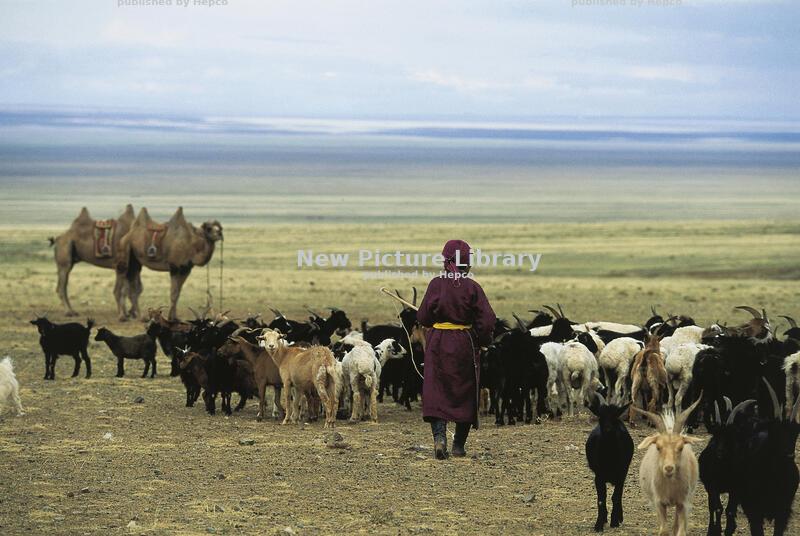 Nature - Flocks and Herds