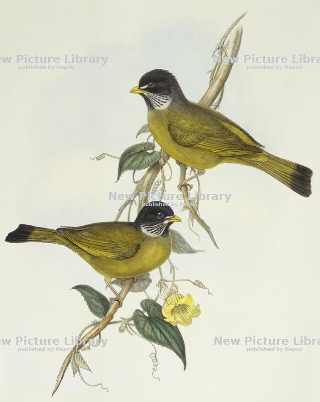 Illustrated birds by John Gould