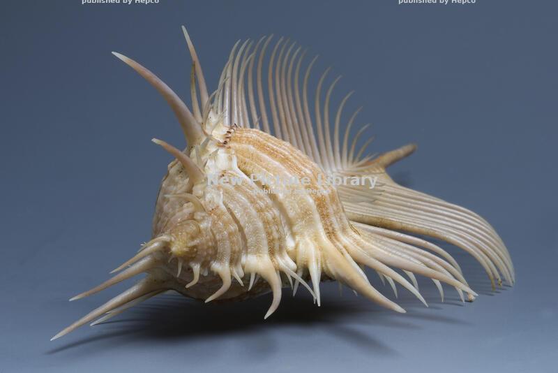 Like a child on the beach, collecting shells