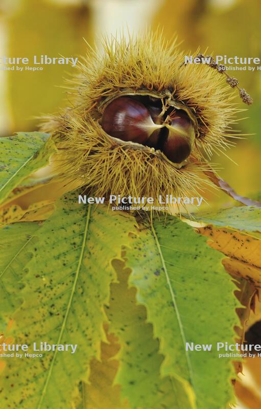 The queen of autumn: the chestnut 