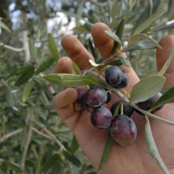 Olives for making oil, Sessa Aurunca, Campania, Italy
